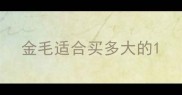 金毛适合买多大的