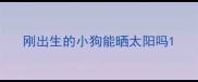 刚出生的小狗能晒太阳吗