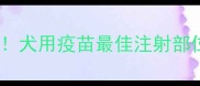 科学接种有讲究犬用疫苗最佳注射部位与注意事项全