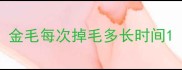 金毛每次掉毛多长时间