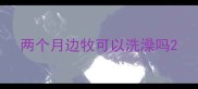 两个月边牧可以洗澡吗