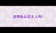 宠物龟认识主人吗