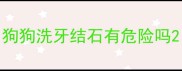 狗狗洗牙结石有危险吗
