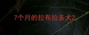 7个月的拉布拉多犬