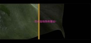 日本宠物狗有哪些