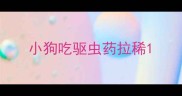 小狗吃驱虫药拉稀