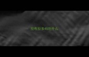 拉布拉多45吃什么