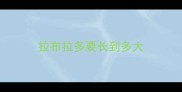 拉布拉多要长到多大