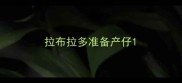 拉布拉多准备产仔