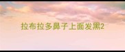 拉布拉多鼻子上面发黑
