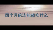 四个月的边牧能吃什么