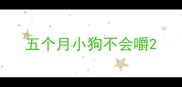 五个月小狗不会嚼