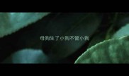 母狗生了小狗不管小狗