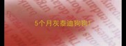 5个月灰泰迪狗狗