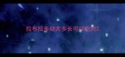 拉布拉多幼犬多长可以吃肉