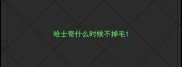 哈士奇什么时候不掉毛