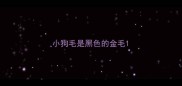 小狗毛是黑色的金毛