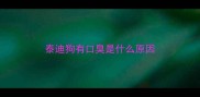泰迪狗有口臭是什么原因