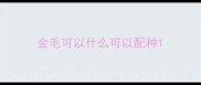 金毛可以什么可以配种