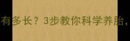 母犬怀孕期有多长3步教你科学养胎新手必看