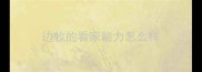 边牧的看家能力怎么样