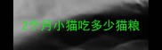 2个月小猫吃多少猫粮