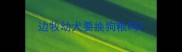 边牧幼犬要换狗粮吗