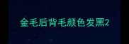 金毛后背毛颜色发黑