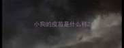 小狗的疫苗是什么样