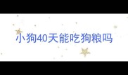小狗40天能吃狗粮吗
