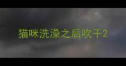 猫咪洗澡之后吹干