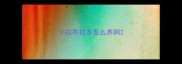 小拉布拉多怎么养啊