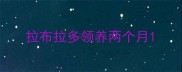 拉布拉多领养两个月
