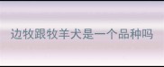 边牧跟牧羊犬是一个品种吗