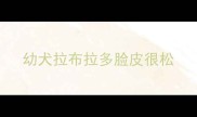 幼犬拉布拉多脸皮很松