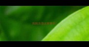 狗狗洗澡注意事项