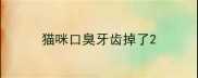 猫咪口臭牙齿掉了