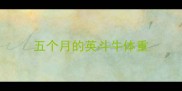 五个月的英斗牛体重
