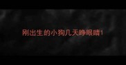 刚出生的小狗几天睁眼睛