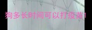狗多长时间可以打疫苗