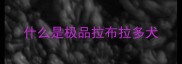 什么是极品拉布拉多犬