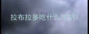 拉布拉多吃什么羊奶
