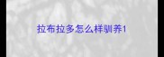 拉布拉多怎么样驯养
