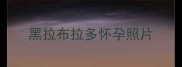 黑拉布拉多怀孕照片