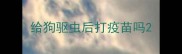 给狗驱虫后打疫苗吗