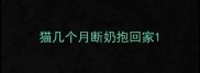猫几个月断奶抱回家