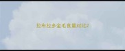 拉布拉多金毛食量对比