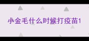 小金毛什么时候打疫苗