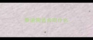 泰迪狗适合吃什么