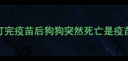 疫苗后死亡率真相打完疫苗后狗狗突然死亡是疫苗问题吗紧急处理指南